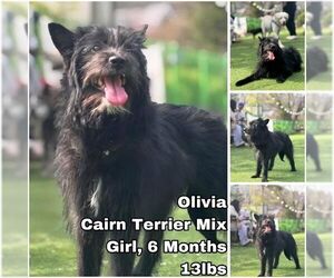 Cairn Terrier-Unknown Mix Dogs for adoption in Seattle, WA, USA