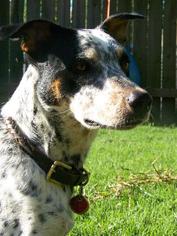 Jack Russell Terrier-Unknown Mix Dogs for adoption in Youngsville, LA, USA