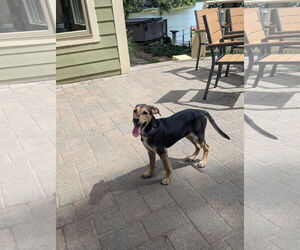 German Pinscher-Unknown Mix Dogs for adoption in Virginia Beach, VA, USA