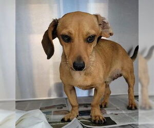 Dachshund Dogs for adoption in San Antonio, TX, USA
