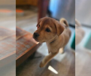 Mutt Dogs for adoption in New London, WI, USA