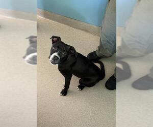 Boxer-Unknown Mix Dogs for adoption in Newton, NC, USA