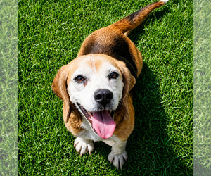 Beagle Dogs for adoption in Dunnellon, FL, USA