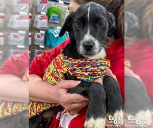 Borador Dogs for adoption in Washington, DC, USA