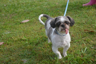Shih Tzu-Unknown Mix Dogs for adoption in Harpswell, ME, USA