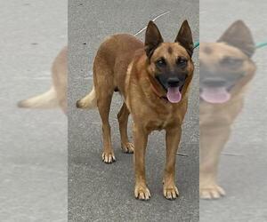 Mutt Dogs for adoption in Camarillo, CA, USA