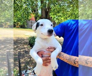 Mutt Dogs for adoption in San Antonio, TX, USA