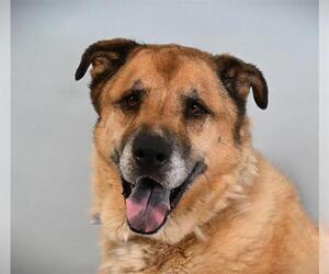 Akita-Anatolian Shepherd Mix Dogs for adoption in Fort Collins, CO, USA