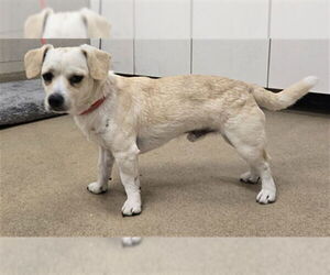 Chihuahua Dogs for adoption in Santa Maria, CA, USA