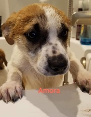 Mutt Dogs for adoption in Binghamton, NY, USA