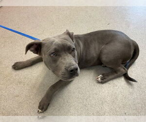 American Pit Bull Terrier Dogs for adoption in San Bernardino, CA, USA