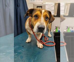 Basset Hound-Unknown Mix Dogs for adoption in Mobile, AL, USA