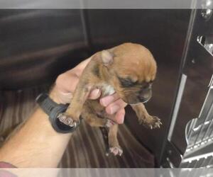 American Staffordshire Terrier-Unknown Mix Dogs for adoption in Houston, TX, USA