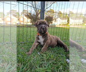 German Shepherd Dog-Unknown Mix Dogs for adoption in Raleigh, NC, USA