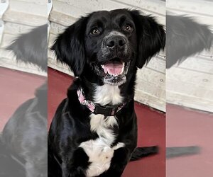 Labradinger Dogs for adoption in Webster, WI, USA