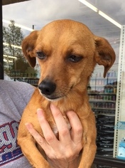 Medium Photo #1 Chiweenie Puppy For Sale in Pawtucket, RI, USA