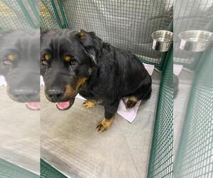 Rottweiler-Unknown Mix Dogs for adoption in Calgary, Alberta, Canada