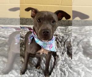 American Pit Bull Terrier-Unknown Mix Dogs for adoption in Brewster, MA, USA