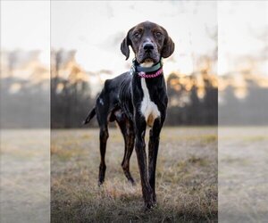 Plott Hound Dogs for adoption in Forestville, MD, USA
