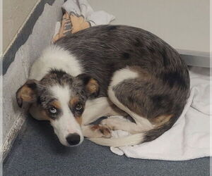Australian Shepherd-Unknown Mix Dogs for adoption in Glen Allen, VA, USA