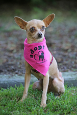 Chihuahua Dogs for adoption in San Pedro, CA, USA