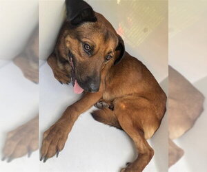 Black Mouth Cur-Unknown Mix Dogs for adoption in Houston, TX, USA