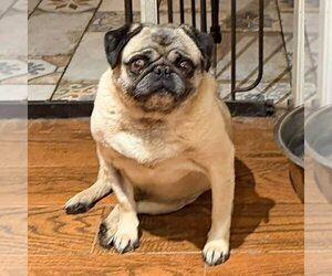 Pug Dogs for adoption in Vail, AZ, USA