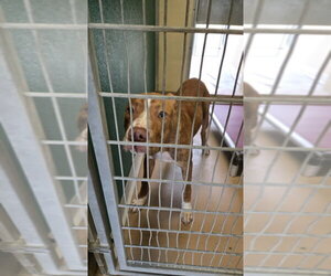 Staffordshire Bull Terrier-Unknown Mix Dogs for adoption in Texas City, TX, USA