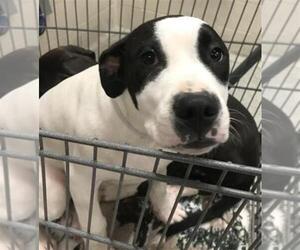 American Staffordshire Terrier-Unknown Mix Dogs for adoption in Conroe, TX, USA