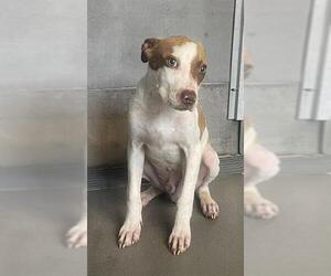 Labrador Retriever-Unknown Mix Dogs for adoption in Tallahassee, FL, USA