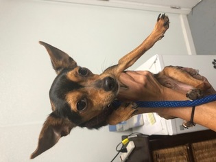 Chiweenie Dogs for adoption in Troy, IL, USA