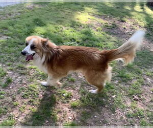 Australian Shepherd-Great Pyrenees Mix Dogs for adoption in Harrison, AR, USA