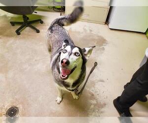 Siberian Husky Dogs for adoption in Green Cove Springs, FL, USA