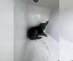 Labrador Retriever Dogs for adoption in Houston, TX, USA