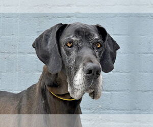 Great Dane Dogs for adoption in Pasadena, CA, USA