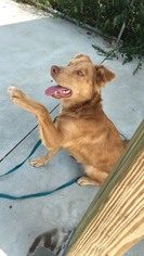 Australian Retriever Dogs for adoption in Knoxville, IA, USA