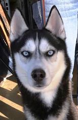 Alaskan Husky Dogs for adoption in DeLand, FL, USA