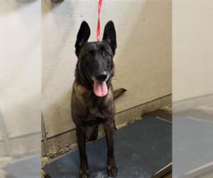 Mutt Dogs for adoption in Camarillo, CA, USA