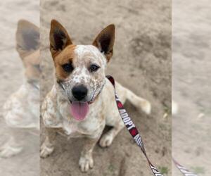 Australian Cattle Dog Dogs for adoption in Los Banos, CA, USA