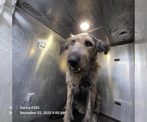 Mutt Dogs for adoption in San Antonio, TX, USA