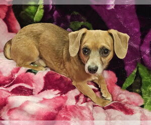 Chiweenie Dogs for adoption in Oakhurst, NJ, USA