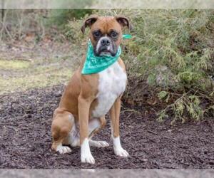 Boxer Dogs for adoption in Belleville, IL, USA