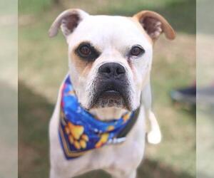 American Bulldog-Unknown Mix Dogs for adoption in San Antonio, TX, USA