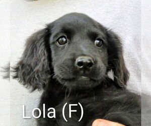 Labrador Retriever-Unknown Mix Dogs for adoption in Aurora, IN, USA