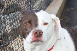 Small Lab-Pointer