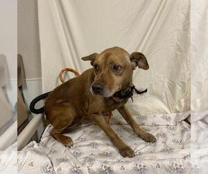 Chihuahua-Unknown Mix Dogs for adoption in Modesto, CA, USA