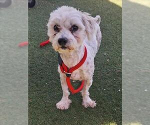 Maltipoo (Miniature) Dogs for adoption in Woodland, CA, USA