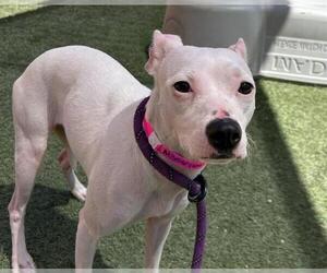 American Pit Bull Terrier-Unknown Mix Dogs for adoption in Las Vegas, NV, USA