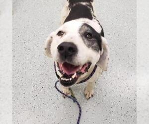 Dalmatian Dogs for adoption in Galax, VA, USA