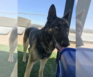 German Shepherd Dog Dogs for adoption in HESPERIA, CA, USA